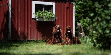 Puppy Love Chronicles: Heartwarming Tales of Canine Companionship