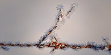 Puppy Love: The Science Behind Our Canine Crushes!