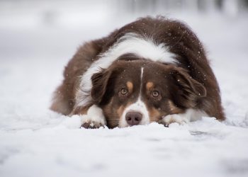 “Puppy Nutrition: What to Feed Your Furry Friend”