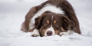 “Puppy Nutrition: What to Feed Your Furry Friend”