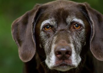 Puppy Parenting 101: Essential Tips for New Dog Owners