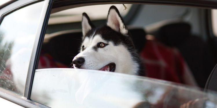 Puppy Playbook: Must-Know Advice for New Fur Parents