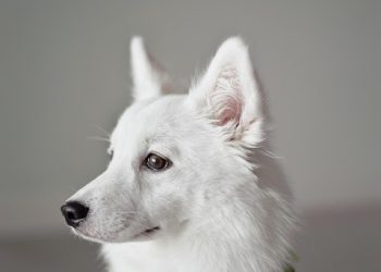 Puppy Playdates: How to Safely Introduce Your Pup to Friends