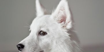 Puppy Playdates: How to Safely Introduce Your Pup to Friends