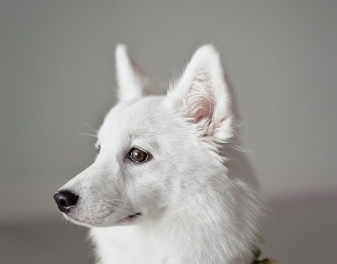 Puppy Playdates: How to Safely Introduce Your Pup to Friends