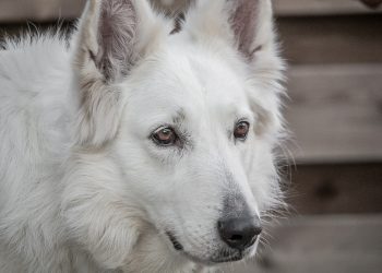 “Puppy Proofing Your Home: Safety Tips for New Pet Parents”