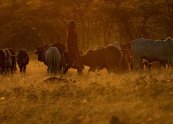 Rethinking Food Systems In Africa