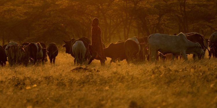 Rethinking Food Systems In Africa