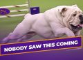 Rudy the Bulldog Crushes the 2019 WKC Masters Agility Course | Westminster Dog Show