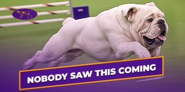 Rudy the Bulldog Crushes the 2019 WKC Masters Agility Course | Westminster Dog Show