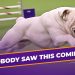 Rudy the Bulldog Crushes the 2019 WKC Masters Agility Course | Westminster Dog Show