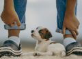 Sit, Stay, Train: Expert Tips for Navigating Common Dog Challenges Sit, Stay, Train: Expert Tips for Navigating Common Dog Challenges