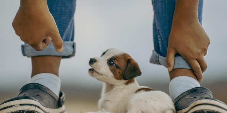 Sit, Stay, Train: Expert Tips for Navigating Common Dog Challenges Sit, Stay, Train: Expert Tips for Navigating Common Dog Challenges