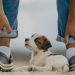 Sit, Stay, Train: Expert Tips for Navigating Common Dog Challenges Sit, Stay, Train: Expert Tips for Navigating Common Dog Challenges
