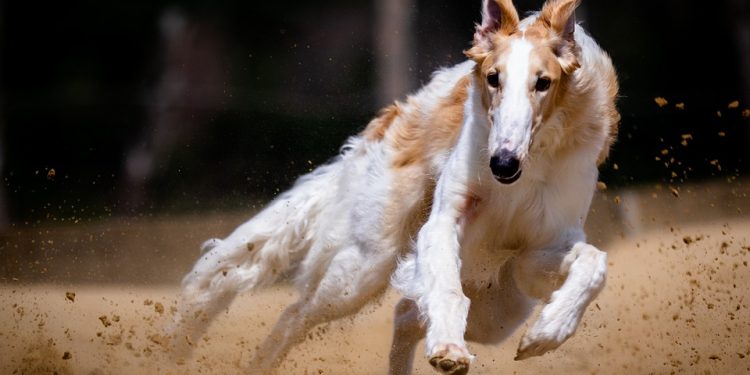 “Socializing Your Puppy: The Key to a Well-Adjusted Dog” “Socializing Your Puppy: The Key to a Well-Adjusted Dog”