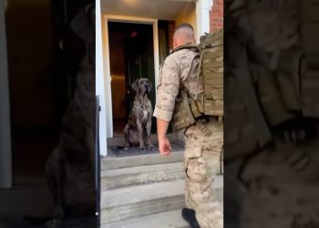 Soldiers have been away three years—dogs wait for them home daily.#dog