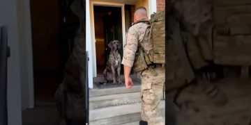 Soldiers have been away three years—dogs wait for them home daily.#dog Soldiers have been away three years—dogs wait for them home daily.#dog