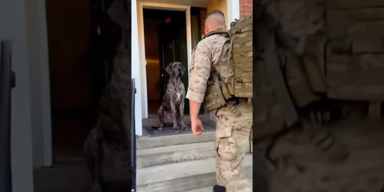 Soldiers have been away three years—dogs wait for them home daily.#dog