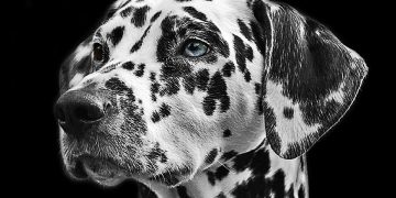 The Art of House Training: Tips for Success with Your New Puppy