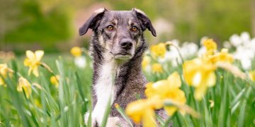 “The Cutest Puppy Videos You’ll Want to Watch All Day Long” “The Cutest Puppy Videos You’ll Want to Watch All Day Long”