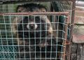The Economic Case For A Fur Farming Ban In The European Union The Economic Case For A Fur Farming Ban In The European Union