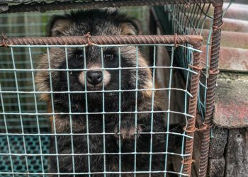 The Economic Case For A Fur Farming Ban In The European Union