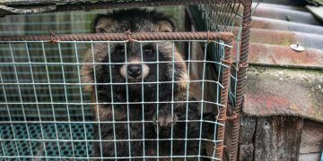 The Economic Case For A Fur Farming Ban In The European Union