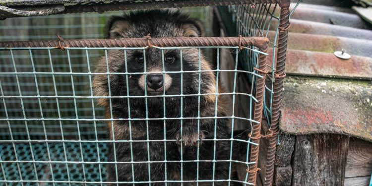 The Economic Case For A Fur Farming Ban In The European Union
