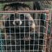 The Economic Case For A Fur Farming Ban In The European Union The Economic Case For A Fur Farming Ban In The European Union