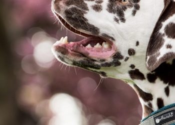 The Ultimate Guide to Dog Training: Tips for Success at Every Stage