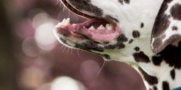 The Ultimate Guide to Dog Training: Tips for Success at Every Stage The Ultimate Guide to Dog Training: Tips for Success at Every Stage