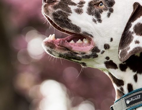 The Ultimate Guide to Dog Training: Tips for Success at Every Stage The Ultimate Guide to Dog Training: Tips for Success at Every Stage