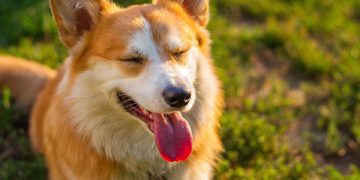 The Ultimate Guide to Raising Happy and Healthy Puppies The Ultimate Guide to Raising Happy and Healthy Puppies