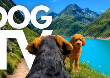 TheDogCam | 10hrs of Mountain Lake Virtual Dog Walks In The Swiss Alps 🐾🌊 GoPro DogTV