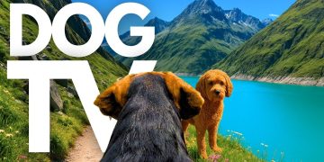 TheDogCam | 10hrs of Mountain Lake Virtual Dog Walks In The Swiss Alps 🐾🌊 GoPro DogTV