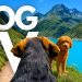 TheDogCam | 10hrs of Mountain Lake Virtual Dog Walks In The Swiss Alps 🐾🌊 GoPro DogTV