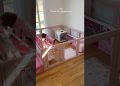 Tia and Toy’s playpen setup 🐶🐶 #dog #puppy #viral #funny #funnyvideo #asmrsounds #shorts Tia and Toy’s playpen setup 🐶🐶 #dog #puppy #viral #funny #funnyvideo #asmrsounds #shorts