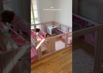 Tia and Toy’s playpen setup 🐶🐶 #dog #puppy #viral #funny #funnyvideo #asmrsounds #shorts