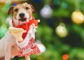 Top-Rated Amazon Dog Gifts With Big Holiday Discounts Right Now Top-Rated Amazon Dog Gifts With Big Holiday Discounts Right Now