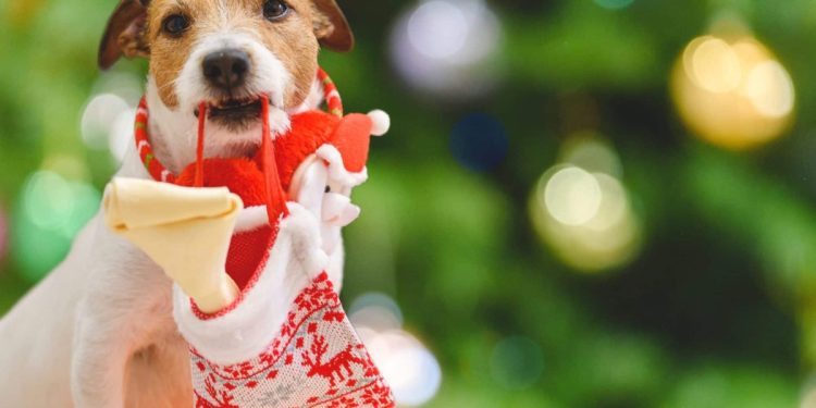 Top-Rated Amazon Dog Gifts With Big Holiday Discounts Right Now Top-Rated Amazon Dog Gifts With Big Holiday Discounts Right Now