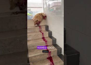 👑Topic 171:”COCO The golden retriever”❤️🐶 #voiceofkrishnaveni #dog #story