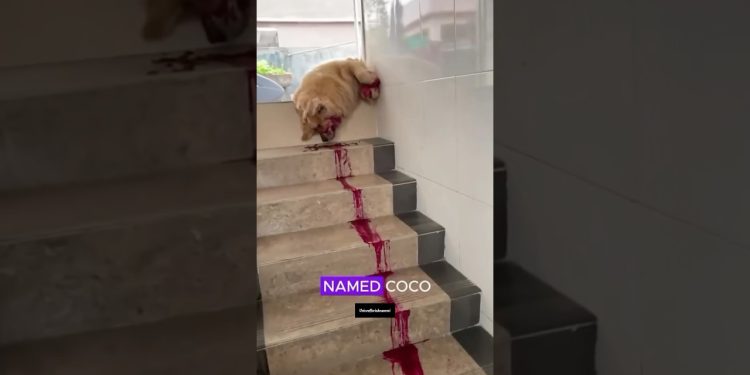 👑Topic 171:”COCO The golden retriever”❤️🐶 #voiceofkrishnaveni #dog #story