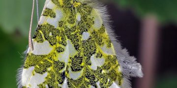 Training Triumphs: How to Turn Bad Behaviors into Good Habits