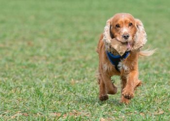 Ultimate Cocker Spaniel Puppy Shopping List: Checklist of 23 Must-Have Items