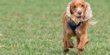Ultimate Cocker Spaniel Puppy Shopping List: Checklist of 23 Must-Have Items