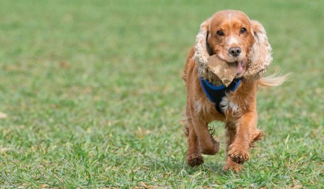 Ultimate Cocker Spaniel Puppy Shopping List: Checklist of 23 Must-Have Items