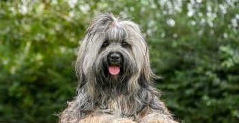 Upgrade Your Dog’s Essentials & Start the Year Clean, Cozy, and Happy Upgrade Your Dog’s Essentials & Start the Year Clean, Cozy, and Happy