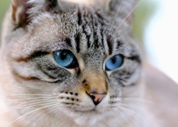 What did 2025 bring for animals in the EU?