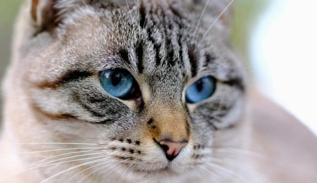 What did 2025 bring for animals in the EU? What did 2025 bring for animals in the EU?