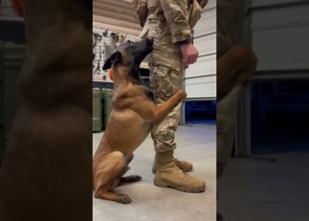 😂 When you have a cuddly dog! #dog